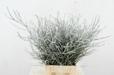 Vaccinium kleurbehandeld H%