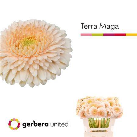 Gerbera Gerrondo Terra Maga