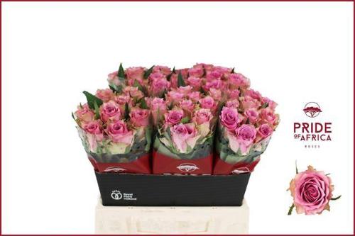 Rosa grootbloemig Flirt