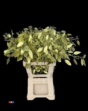 Eucalyptus cinerea kleurbehandeld per bos H%