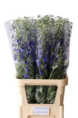 Delphinium Belladonna Grp enkelbloemig 'Volkerfrieden'