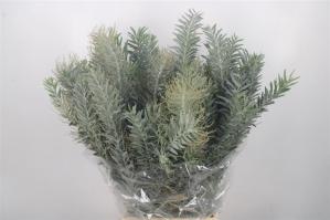 Acacia baileyana bloeiend per bos 'Purpurea'