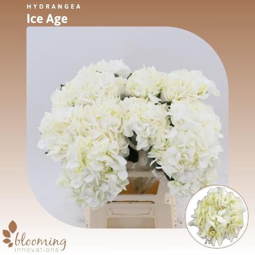 Hydrangea macrophylla Ice Age