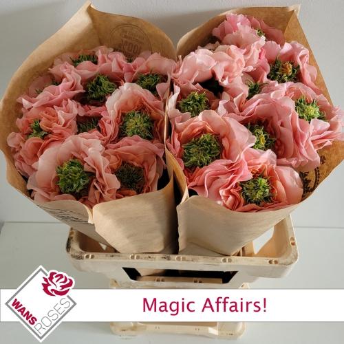 Rosa grootbloemig Magic Affairs!