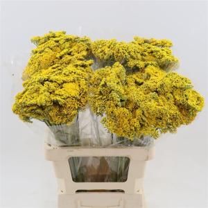 Achillea filipendulina 'Parkers Variety'