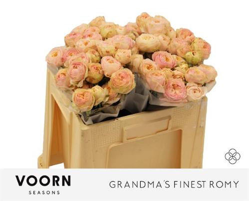 Rosa tros Grandma's Finest Romy