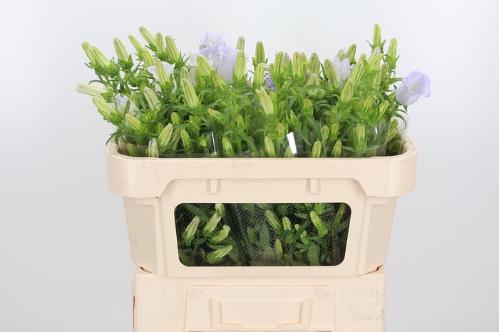 Campanula medium 'Champion Lavender'