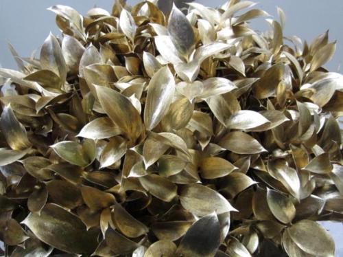 Ruscus kleurbehandeld H%