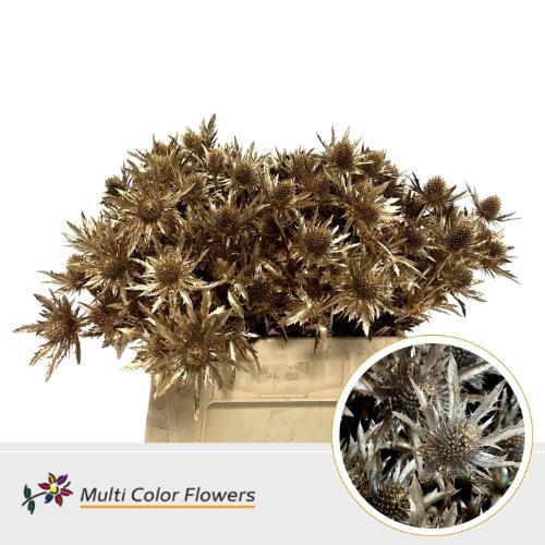 Eryngium alpinum kleurbehandeld H%