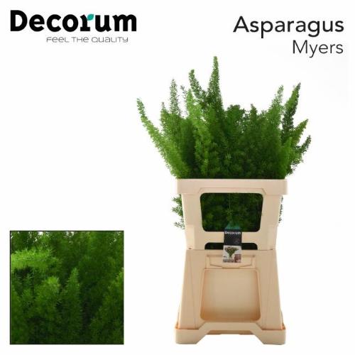 Asparagus densiflorus 'Meyers'