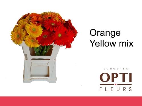 Gerbera grootbloemig overig