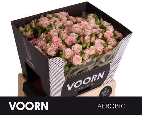 Rosa tros Aerobic