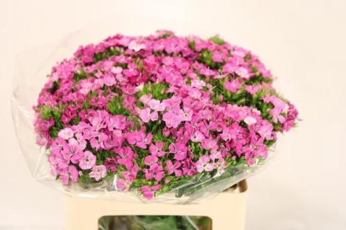 Dianthus barbatus 'Amazon Rose Magic'