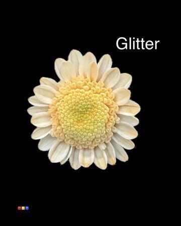 Chrysanthemum Indicum Grp tros kas kleurbehandeld H%