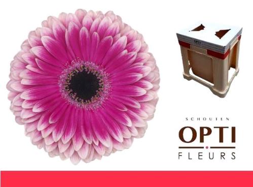 Gerbera grootbloemig 'Prelude'