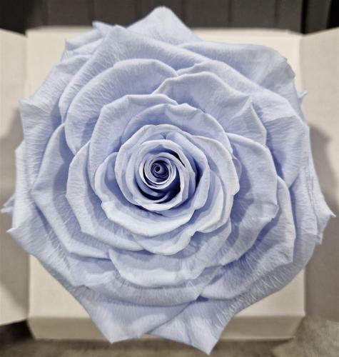 Rosa grootbloemig kleurbehandeld H%