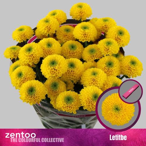 Chrysanthemum (Indicum Grp) tros Letitbe