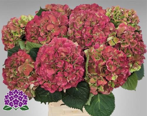 Hydrangea macrophylla 'Elbtal' (classic)