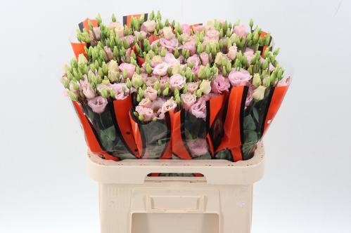 Eustoma russellianum gevuldbloemig Lisanne Light Pink