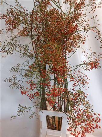 Rosa 'Corallo' (rozenbottel)