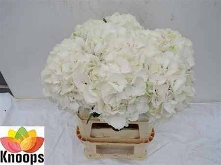 Hydrangea macrophylla 'Schneeball'