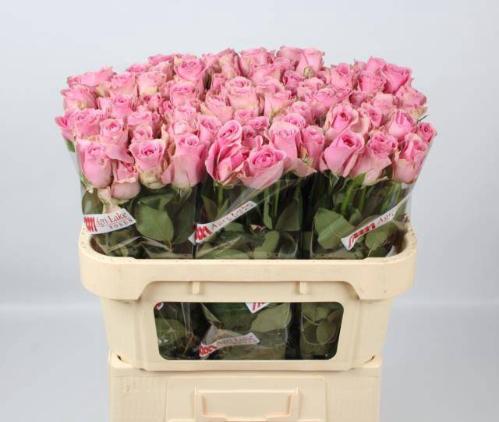 Rosa grootbloemig Wham