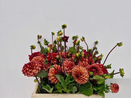 Dahlia overig