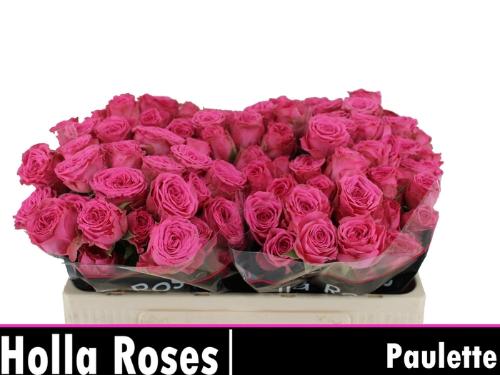 Rosa tros Paulette!