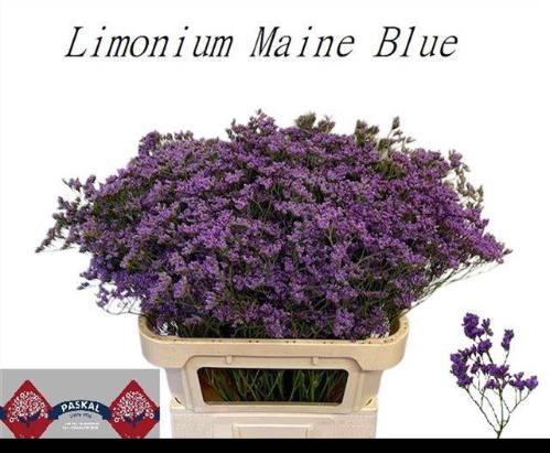 Limonium Maine Blue