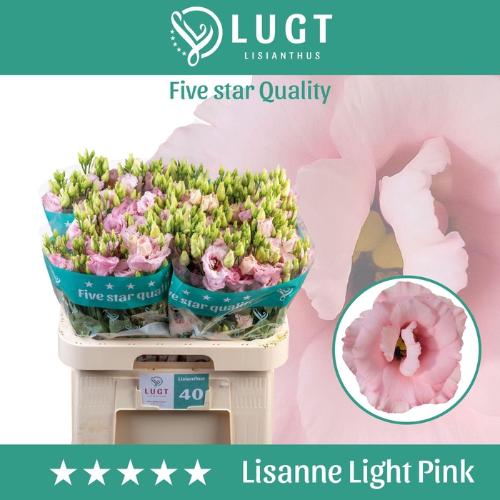 Eustoma russellianum gevuldbloemig Lisanne Light Pink