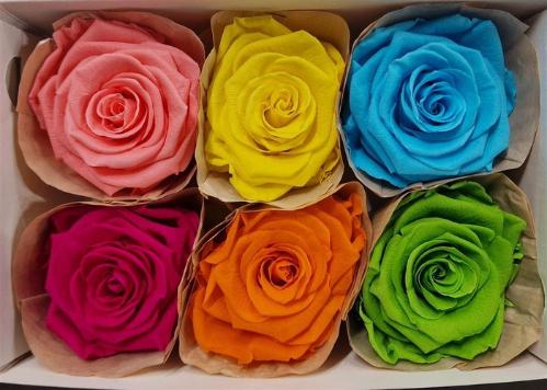 Rosa grootbloemig kleurbehandeld H%