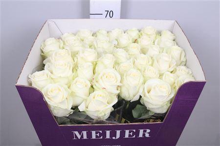 Rosa grootbloemig Avalanche+