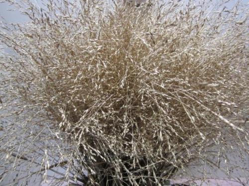 Siergras kleurbehandeld H%