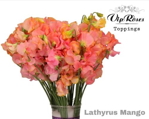 Lathyrus odoratus (Spencer Grp) Parfum Kleurbehandeld H%