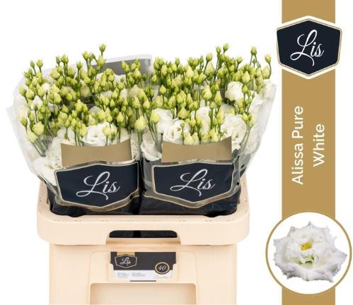 Eustoma russellianum gevuldbloemig 'Alissa Pure White'