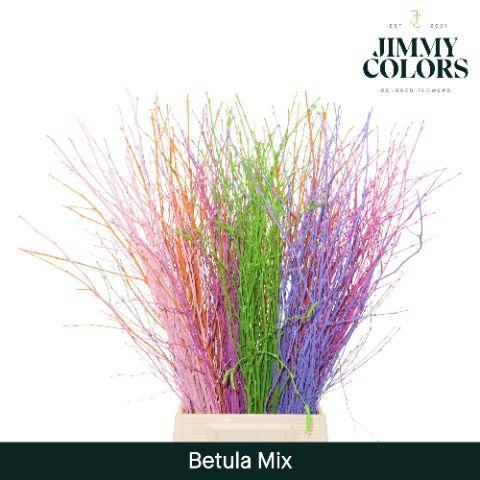 Betula kleurbehandeld H%