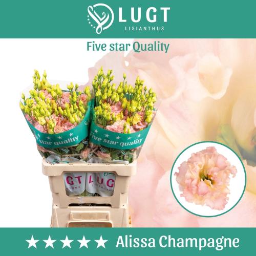 Eustoma russellianum gevuldbloemig 'Alissa Champagne'