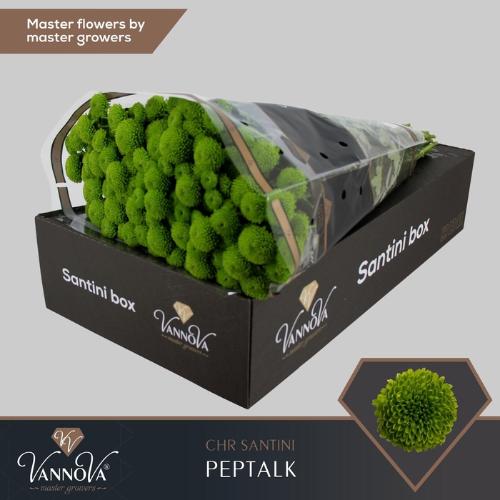 Chrysanthemum (Indicum Grp) tros santini AAA Peptalk