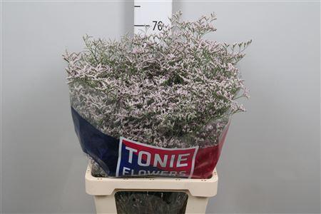 Limonium 'Tall Pink Emille'