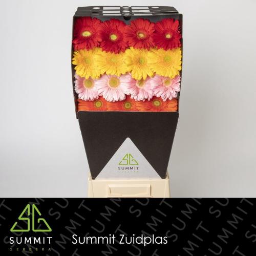 Gerbera grootbloemig gemengd