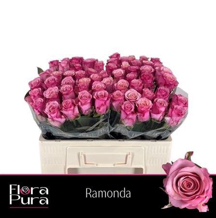 Rosa grootbloemig Ramonda