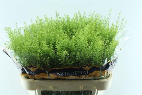 Thlaspi Green Bell
