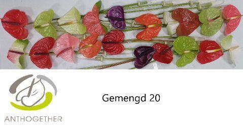 Anthurium Andreanum Grp gemengd