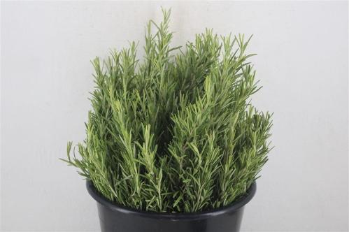 Rosmarinus officinalis