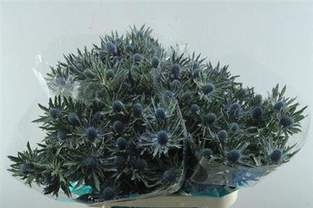Eryngium Orion Questar