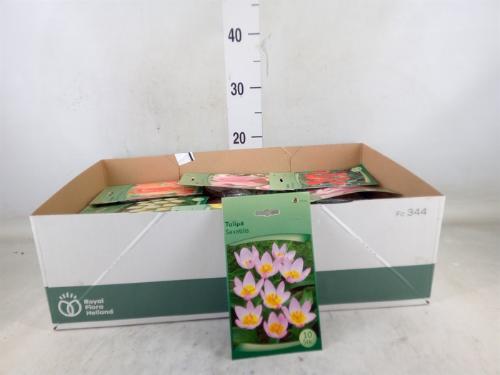 Tulipa (bol)