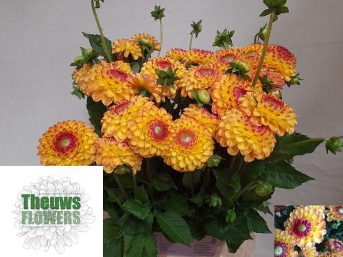 Dahlia 'Sunny Boy'