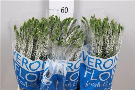 Veronica 'Caya'
