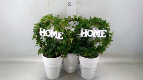 Hedera helix overig groen