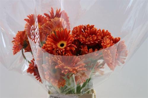 Gerbera grootbloemig Di Maggio+
